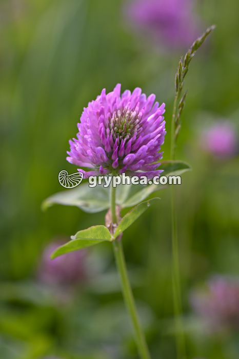 Trèfle rose (Trifolium pratense) - gryphea.com